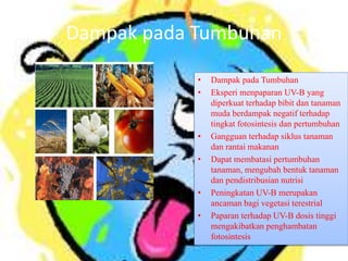 Dampak pada Tumbuhan
• Dampak pada Tumbuhan
• Eksperi menpaparan UV-B yang
diperkuat terhadap bibit dan tanaman
muda berdampak negatif terhadap
tingkat fotosintesis dan pertumbuhan
• Gangguan terhadap siklus tanaman
dan rantai makanan
• Dapat membatasi pertumbuhan
tanaman, mengubah bentuk tanaman
dan pendistribusian nutrisi
• Peningkatan UV-B merupakan
ancaman bagi vegetasi terestrial
• Paparan terhadap UV-B dosis tinggi
mengakibatkan penghambatan
fotosintesis
 