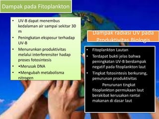 Dampak pada Fitoplankton
• UV-B dapat menembus
kedalaman air sampai sekitar 30
m
• Peningkatan eksposur terhadap
UV-B
• Menurunkan produktivitas
melalui interferensiter hadap
proses fotosintesis
• •Merusak DNA
• •Mengubah metabolisma
nitrogen
• Fitoplankton Lautan
• Terdapat bukti jelas bahwa
peningkatan UV-B berdampak
negatif pada fitoplankton laut
• Tingkat fotosintesis berkurang,
penurunan produktivitas
Penurunan tingkat
fitoplankton permukaan laut
berakibat kerusakan rantai
makanan di dasar laut
Dampak radiasi UV pada
Produktivitas Biologis
 