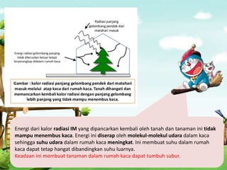 Energi dari kalor radiasi IM yang dipancarkan kembali oleh tanah dan tanaman ini tidak
mampu menembus kaca. Energi ini diserap oleh molekul-molekul udara dalam kaca
sehingga suhu udara dalam rumah kaca meningkat. Ini membuat suhu dalam rumah
kaca dapat tetap hangat dibandingkan suhu luarnya.
Keadaan ini membuat tanaman dalam rumah kaca dapat tumbuh subur.
 