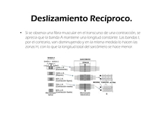 Deslizamiento Recíproco.
• Si se observa una fibra muscular en el transcurso de una contracción, se
  aprecia que la banda A mantiene una longitud constante. Las bandas I,
  por el contrario, van disminuyendo y en la misma medida lo hacen las
  zonas H, con lo que la longitud total del sarcómero se hace menor.
 