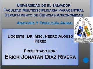 UNIVERSIDAD DE EL SALVADOR
FACULTAD MULTIDISCIPLINARIA PARACENTRAL
DEPARTAMENTO DE CIENCIAS AGRONÓMICAS
ANATOMÍA Y FISIOLOGÍA ANIMAL
DOCENTE: DR. MSC. PEDRO ALONSO
PÉREZ
PRESENTADO POR:
ERICK JONATÁN DÍAZ RIVERA
 