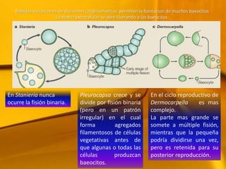 Rapidassucceciones de divisiones citoplasmaticas  permiten la formacion de muchos baeocitosLa matriz extracelular se abre liberando a los baeocitos.  En Stanieria nunca ocurre la fisión binaria. Pleurocapsa crece y se divide por fisión binaria  (pero en un patrón irregular) en el cual forma agregados filamentosos de células vegetativas antes de que algunas o todas las células produzcan baeocitos.En el ciclo reproductivo de Dermocarpella   es mas complejo.  La parte mas grande se somete a múltiple fisión, mientras que la pequeña  podría dividirse una vez, pero es retenida para su posterior reproducción. 