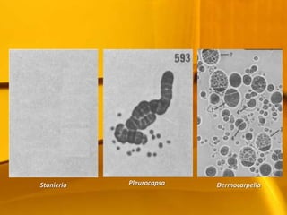 PleurocapsaDermocarpellaStanieria