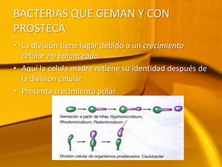 BACTERIAS QUE GEMAN Y CON PROSTECALa división tiene lugar debido a un crecimiento celular no balanceado.Aquí la celula madre retiene su identidad después de la division celular. Presenta crecimiento polar. 