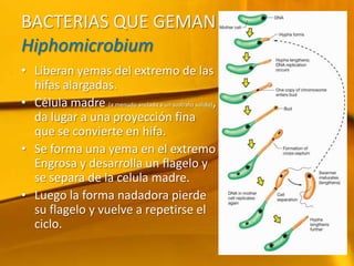 BACTERIAS QUE GEMAN HiphomicrobiumLiberan yemas del extremo de las hifas alargadas. Célula madre (a menudo anclada a un sustrato solido), da lugar a una proyección fina que se convierte en hifa.Se forma una yema en el extremo Engrosa y desarrolla un flagelo y se separa de la celula madre. Luego la forma nadadora pierde su flagelo y vuelve a repetirse el ciclo. 