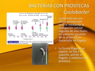 BACTERIAS CON PROSTECASCaulobacterLa división de una célula prostecada ocurre mediante la elongación celular seguida de una fisión; en extremo opuesto de la prosteca se desarrolla un flagelo. La forma flagelar se separa, se fija a un soporte, pierde el flagelo, y sintetiza una prosteca. 