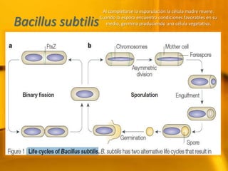 BacillussubtilisAl completarse la esporulación la célula madre muere. Cuando la espora encuentra condiciones favorables en su medio, germina produciendo una célula vegetativa.  