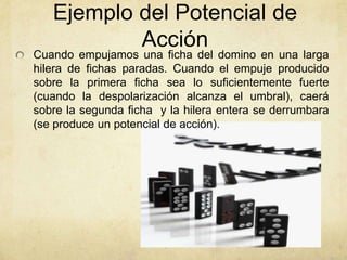 Ejemplo del Potencial de
Acción

Cuando empujamos una ficha del domino en una larga
hilera de fichas paradas. Cuando el empuje producido
sobre la primera ficha sea lo suficientemente fuerte
(cuando la despolarización alcanza el umbral), caerá
sobre la segunda ficha y la hilera entera se derrumbara
(se produce un potencial de acción).

 