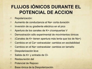 FLUJOS IÓNICOS DURANTE EL
POTENCIAL DE ACCION
Repolarización:
Aumento de conductancia al Na+ corta duración
Inversión de su gradiente eléctrico en el pico
Apertura de los canales de K+ c/compuertas V
Demostración sólo experimental de movimientos iónicos
(Canales de K+ tienen apertura más lenta que los de Na+)
Cambios en el Ca+ extracelular: cambios en excitabilidad
Cambios en el Na+ extracelular: cambios en tamaño
Despolarización leve
Salida de K+ y entrada de ClRestauración del
Potencial de Reposo
Base iónica de la Despolarización

 