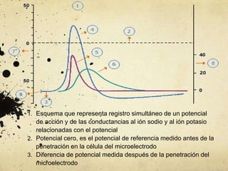 1. Esquema que representa registro simultáneo de un potencial

de acción y de las conductancias al ión sodio y al ión potasio
relacionadas con el potencial
2. Potencial cero, es el potencial de referencia medido antes de la
penetración en la célula del microelectrodo
3. Diferencia de potencial medida después de la penetración del
microelectrodo

 