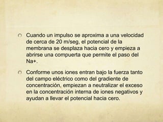 Cuando un impulso se aproxima a una velocidad
de cerca de 20 m/seg, el potencial de la
membrana se desplaza hacia cero y empieza a
abrirse una compuerta que permite el paso del
Na+.
Conforme unos iones entran bajo la fuerza tanto
del campo eléctrico como del gradiente de
concentración, empiezan a neutralizar el exceso
en la concentración interna de iones negativos y
ayudan a llevar el potencial hacia cero.

 