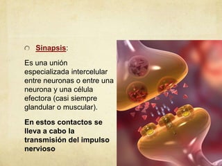 Sinapsis:
Es una unión
especializada intercelular
entre neuronas o entre una
neurona y una célula
efectora (casi siempre
glandular o muscular).
En estos contactos se
lleva a cabo la
transmisión del impulso
nervioso

 