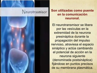 Son utilizadas como puente
en la comunicación
neuronal.
¡

El neurotransmisor se libera
por las vesículas en la
extremidad de la neurona
presináptica durante la
propagación del impulso
nervioso, atraviesa el espacio
sináptico y actúa cambiando
el potencial de acción en la
neurona siguiente
(denominada postsináptica)
fijándose en puntos precisos
de su membrana plasmática.

 