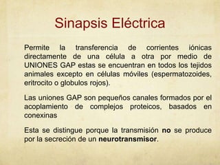 Sinapsis Eléctrica
Permite la transferencia de corrientes iónicas
directamente de una célula a otra por medio de
UNIONES GAP estas se encuentran en todos los tejidos
animales excepto en células móviles (espermatozoides,
eritrocito o globulos rojos).
Las uniones GAP son pequeños canales formados por el
acoplamiento de complejos proteicos, basados en
conexinas
Esta se distingue porque la transmisión no se produce
por la secreción de un neurotransmisor.

 