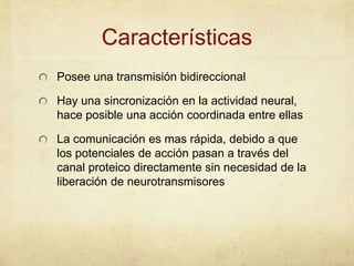 Características
Posee una transmisión bidireccional
Hay una sincronización en la actividad neural,
hace posible una acción coordinada entre ellas
La comunicación es mas rápida, debido a que
los potenciales de acción pasan a través del
canal proteico directamente sin necesidad de la
liberación de neurotransmisores

 