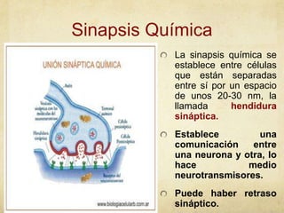 Sinapsis Química
La sinapsis química se
establece entre células
que están separadas
entre sí por un espacio
de unos 20-30 nm, la
llamada
hendidura
sináptica.

Establece
una
comunicación
entre
una neurona y otra, lo
hace
medio
neurotransmisores.
Puede haber retraso
sináptico.

 