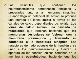 Las
vesículas
que
contienen
los
neurotransmisores permanecen ancladas y
preparadas junto a la membrana sináptica.
Cuando llega un potencial de acción se produce
una entrada de iones calcio a través de los
canales de calcio dependientes de voltaje. Los
iones de calcio inician una cascada de
reacciones que terminan haciendo que las
membranas vesiculares se fusionen con la
membrana presináptica y liberando su
contenido a la hendidura sináptica. Los
receptores del lado opuesto de la hendidura se
unen a los neurotransmisores y fuerzan la
apertura de los canales iónicos cercanos de la
membrana postsináptica, haciendo que los

 