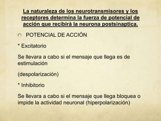 La naturaleza de los neurotransmisores y los
receptores determina la fuerza de potencial de
acción que recibirá la neurona postsinaptica.

POTENCIAL DE ACCIÓN
* Excitatorio
Se llevara a cabo si el mensaje que llega es de
estimulación
(despolarización)
* Inhibitorio
Se llevara a cabo si el mensaje que llega bloquea o
impide la actividad neuronal (hiperpolarización)

 