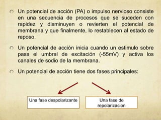 Un potencial de acción (PA) o impulso nervioso consiste
en una secuencia de procesos que se suceden con
rapidez y disminuyen o revierten el potencial de
membrana y que finalmente, lo restablecen al estado de
reposo.
Un potencial de acción inicia cuando un estimulo sobre
pasa el umbral de excitación (-55mV) y activa los
canales de sodio de la membrana.
Un potencial de acción tiene dos fases principales:

Una fase despolarizante

Una fase de
repolarizacion

 