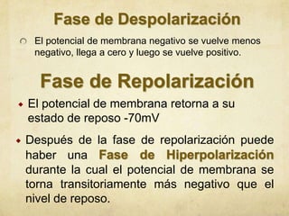 El potencial de membrana negativo se vuelve menos
negativo, llega a cero y luego se vuelve positivo.



El potencial de membrana retorna a su
estado de reposo -70mV



Después de la fase de repolarización puede
haber una
durante la cual el potencial de membrana se
torna transitoriamente más negativo que el
nivel de reposo.

 