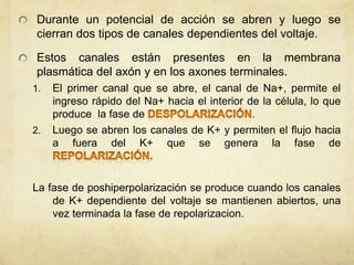 Durante un potencial de acción se abren y luego se
cierran dos tipos de canales dependientes del voltaje.
Estos canales están presentes en la membrana
plasmática del axón y en los axones terminales.
1.

2.

El primer canal que se abre, el canal de Na+, permite el
ingreso rápido del Na+ hacia el interior de la célula, lo que
produce la fase de
.
Luego se abren los canales de K+ y permiten el flujo hacia
a fuera del K+ que se genera la fase de

La fase de poshiperpolarización se produce cuando los canales
de K+ dependiente del voltaje se mantienen abiertos, una
vez terminada la fase de repolarizacion.

 