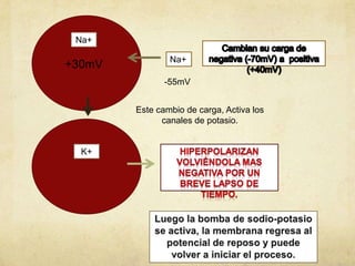 Na+

+30mV

Na+
-55mV
Este cambio de carga, Activa los
canales de potasio.

K+

 