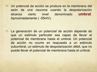Un potencial de acción se produce en la membrana del
axón de una neurona cuando la despolarización
alcanza
cierto
nivel
denominado
Aproximadamente ( -55mV).

La generación de un potencial de acción depende de
que un estimulo particular sea capaz de llevar el
potencial de membrana hasta el umbral. Un potencial
de acción no ocurre en respuesta a un estimulo
subumbral, un estimulo de despolarización débil, que no
puede llevar el potencial de membrana hasta el umbral.

 