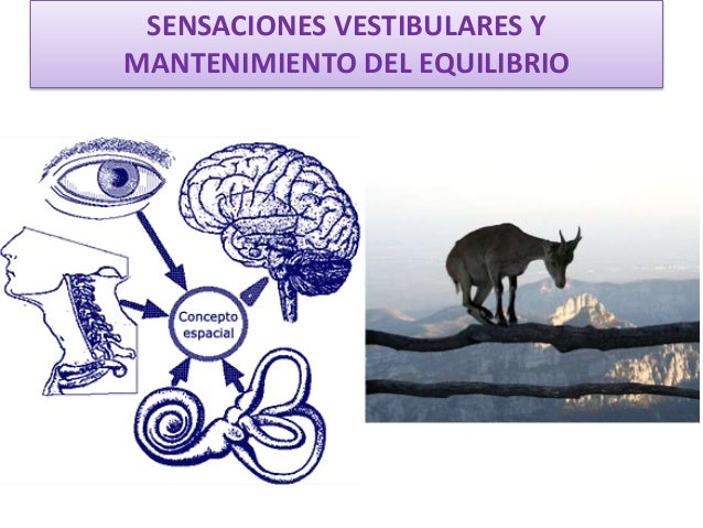 Resultado de imagen para mantenimiento del equilibrio
