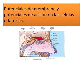 Potenciales de membrana y
potenciales de acción en las células
olfatorias.
 