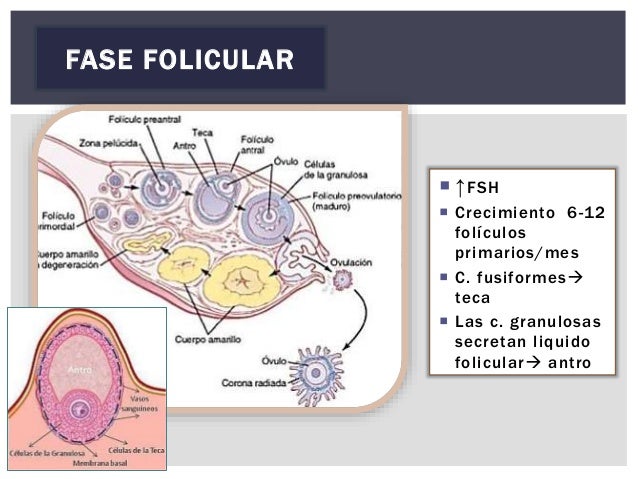 TESTICULOS Y OVARIOS FISIOLOGIA