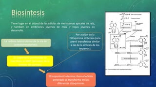 Biosíntesis
Tiene lugar en el citosol de las células de meristemas apicales de raíz,
y también en embriones jóvenes de maíz y hojas jóvenes en
desarrollo.
La cadena lateral deriva de la vía del
acetatomevalonato.
El isopentenil pirofosfato se
transfiere al AMP (derivado de la
síntesis de purinas)
Por acción de la
Citoquinina sintetasa (una
prenil transferasa similar
a las de la síntesis de los
terpenos).
El isopentenil adenina ribonucleótido
generado se transforma en las
diferentes citoquininas
 