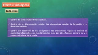 Efectos Fisiológicos
En la célula
 Control del ciclo celular: División celular.
 Control de la diferenciación celular: las citoquininas regulan la formación y el
desarrollo del tallo.
 Control del desarrollo de los cloroplastos: las citoquininas regulan la síntesis de
pigmentos fotosintéticos en los cloroplastos junto con otros factores como la luz y el
estado nutricional de la célula.
 