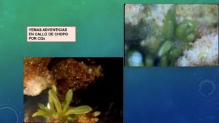 YEMAS ADVENTICIAS
EN CALLO DE CHOPO
POR CQs
 