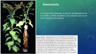 Senescencia
Las citoquininas ralentizan el proceso de degradación de
la clorofila, el RNA, los lípidos y las proteínas que ocurre
al ser separadas de la planta.
 