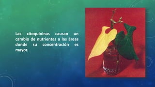 Las citoquininas causan un
cambio de nutrientes a las áreas
donde su concentración es
mayor.
 