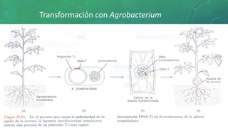 Transformación con Agrobacterium
 