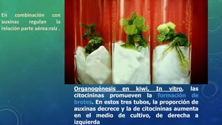 Organogénesis en kiwi, In vitro, las
citocininas promueven la formación de
brotes. En estos tres tubos, la proporción de
auxinas decrece y la de citocininas aumenta
en el medio de cultivo, de derecha a
izquierda
En combinación con
auxinas regulan la
relación parte aérea:raiz .
 