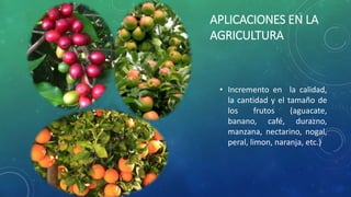 • Incremento en la calidad,
la cantidad y el tamaño de
los frutos (aguacate,
banano, café, durazno,
manzana, nectarino, nogal,
peral, limon, naranja, etc.)
APLICACIONES EN LA
AGRICULTURA
 