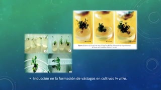 • Inducción en la formación de vástagos en cultivos in vitro.
 