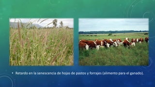 • Retardo en la senescencia de hojas de pastos y forrajes (alimento para el ganado).
 