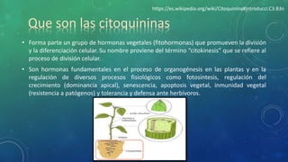 • Forma parte un grupo de hormonas vegetales (fitohormonas) que promueven la división
y la diferenciación celular. Su nombre proviene del término “citokinesis” que se refiere al
proceso de división celular.
• Son hormonas fundamentales en el proceso de organogénesis en las plantas y en la
regulación de diversos procesos fisiológicos como fotosíntesis, regulación del
crecimiento (dominancia apical), senescencia, apoptosis vegetal, inmunidad vegetal
(resistencia a patógenos) y tolerancia y defensa ante herbívoros.
Que son las citoquininas
https://es.wikipedia.org/wiki/Citoquinina#Introducci.C3.B3n
 