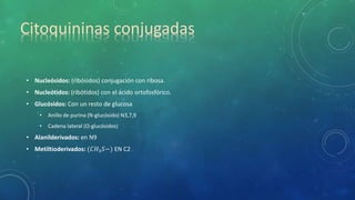 • Nucleósidos: (ribósidos) conjugación con ribosa.
• Nucleótidos: (ribótidos) con el ácido ortofosfórico.
• Glucósidos: Con un resto de glucosa
• Anillo de purina (N-glucósido) N3,7,9
• Cadena lateral (O-glucósidos)
• Alanilderivados: en N9
• Metiltioderivados: (𝐶𝐻3 𝑆−) EN C2
Citoquininas conjugadas
 