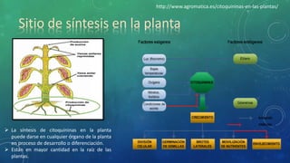 Sitio de síntesis en la planta
 La síntesis de citoquininas en la planta
puede darse en cualquier órgano de la planta
en proceso de desarrollo o diferenciación.
 Están en mayor cantidad en la raíz de las
plantas.
http://www.agromatica.es/citoquininas-en-las-plantas/
 