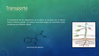 Transporte
El movimiento de las citoquininas en la planta se da tanto por el xilema
como el floema cuando se realizan recorridos largos, los recorridos cortos
se ejecutan por difusión celular.
Estructura de adenina
 