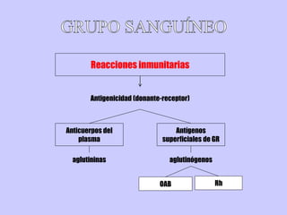 Reacciones inmunitarias
Antigenicidad (donante-receptor)
Anticuerpos del
plasma
Antígenos
superficiales de GR
OAB Rh
aglutininas aglutinógenos
 