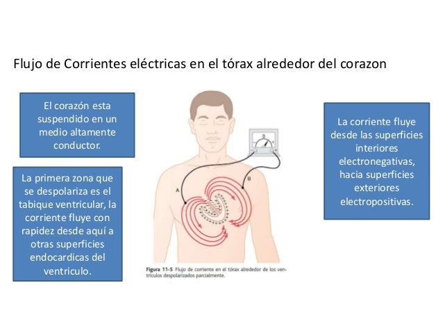 Resultado de imagen para flujo de la corriente del torax