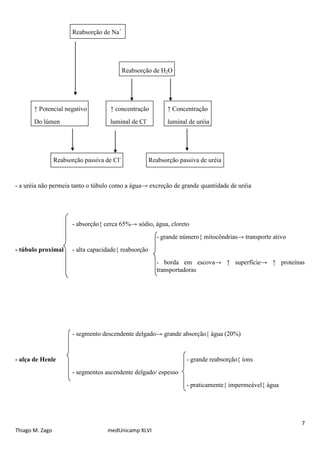 7
Thiago M. Zago medUnicamp XLVI
Reabsorção de Na+
Reabsorção de H2O
↑ Potencial negativo ↑ concentração ↑ Concentração
Do lúmen luminal de Cl-
luminal de uréia
Reabsorção passiva de Cl-
Reabsorção passiva de uréia
- a uréia não permeia tanto o túbulo como a água→ excreção de grande quantidade de uréia
- absorção{ cerca 65%→ sódio, água, cloreto
- grande número{ mitocôndrias→ transporte ativo
- túbulo proximal - alta capacidade{ reabsorção
- borda em escova→ ↑ superfície→ ↑ proteínas
transportadoras
- segmento descendente delgado→ grande absorção{ água (20%)
- alça de Henle - grande reabsorção{ íons
- segmentos ascendente delgado/ espesso
- praticamente{ impermeável{ água
 