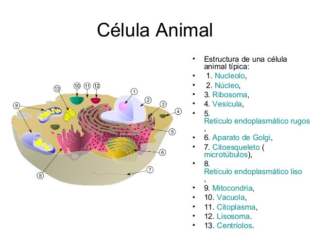 Fisio 1 cell
