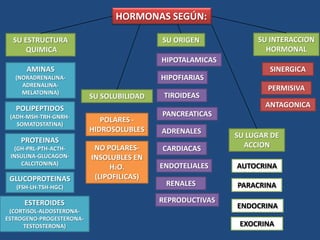 HORMONAS SEGÚN:

  SU ESTRUCTURA                            SU ORIGEN            SU INTERACCION
      QUIMICA                                                     HORMONAL
                                           HIPOTALAMICAS
      AMINAS                                                       SINERGICA
  (NORADRENALINA-                          HIPOFIARIAS
    ADRENALINA-
    MELATONINA)
                                                                   PERMISIVA
                          SU SOLUBILIDAD    TIROIDEAS
   POLIPEPTIDOS                                                   ANTAGONICA
 (ADH-MSH-TRH-GNRH-                        PANCREATICAS
   SOMATOSTATINA)
                             POLARES -
                          HIDROSOLUBLES    ADRENALES
                                                           SU LUGAR DE
    PROTEINAS
  (GH-PRL-PTH-ACTH-        NO POLARES-     CARDIACAS         ACCION
 INSULINA-GLUCAGON-       INSOLUBLES EN
    CALCITONINA)                           ENDOTELIALES    AUTOCRINA
                               H2O.
 GLUCOPROTEINAS            (LIPOFILICAS)
   (FSH-LH-TSH-HGC)
                                            RENALES        PARACRINA

     ESTEROIDES                            REPRODUCTIVAS
                                                           ENDOCRINA
 (CORTISOL-ALDOSTERONA-
ESTROGENO-PROGESTERONA-
     TESTOSTERONA)                                          EXOCRINA
 