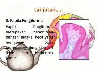 Lanjutan…..
3. Papila Fungiformis
Papila fungiformis
merupakan penonjolan
dengan tangkai kecil yang
menyebar pada
permukaan ujung dan sisi
lidah dan berbentuk
jamur.
 